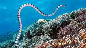 Самолет busty